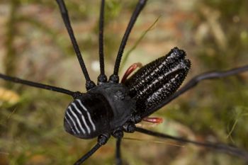 Media type: image;   Invertebrate Zoology 29259